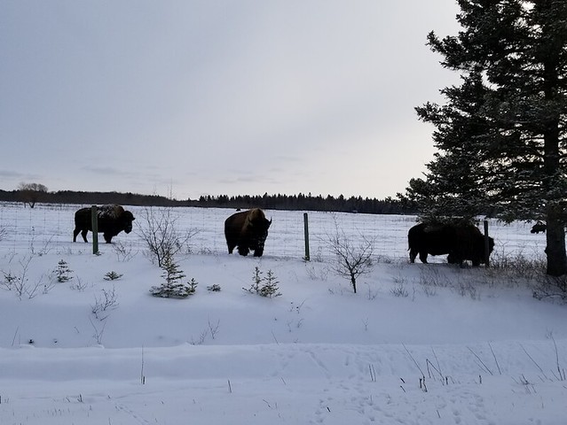 20190212.bison3