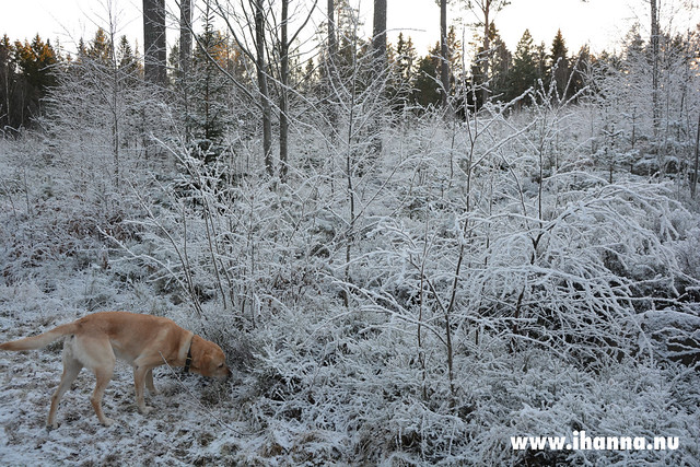 Dog walk (Photo copyright Hanna Andersson)
