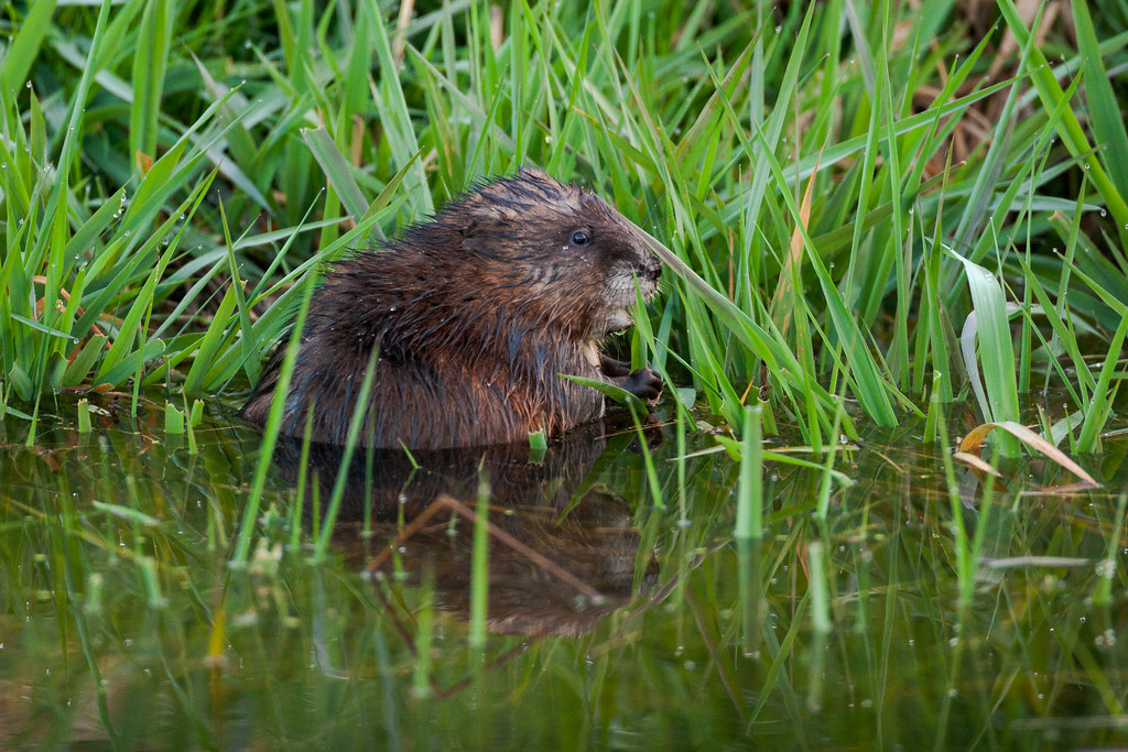A common muskrat eats grasses at the edge of one of the lakes on an Eastern morning at Ridgefield National Wildlife Refuge