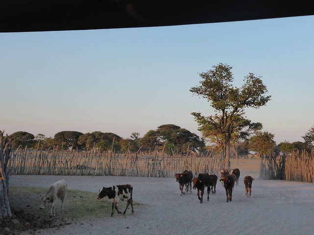 POR ZIMBABWE Y BOTSWANA, DE NOVATOS EN EL AFRICA AUSTRAL - Blogs de Africa Sur - Makgadikgadi Pans: entre boabads, suricatos y noche en Ntwetwe Pan. (37)