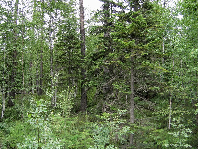 Лес в средней части Камчатки