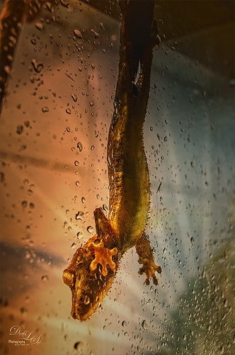 Image of a Gecko at the Jacksonville Zoo