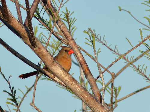 Northern Cardinal female 06-20190326