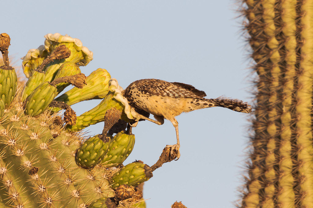 A cactus wren sticks its head into a saguaro blossom to feed in McDowell Sonoran Preserve in Scottsdale, Arizona