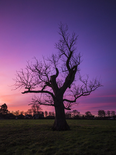 canon6d sunrise sky clouds colour dawn tree silhouette landscape outdoors nature