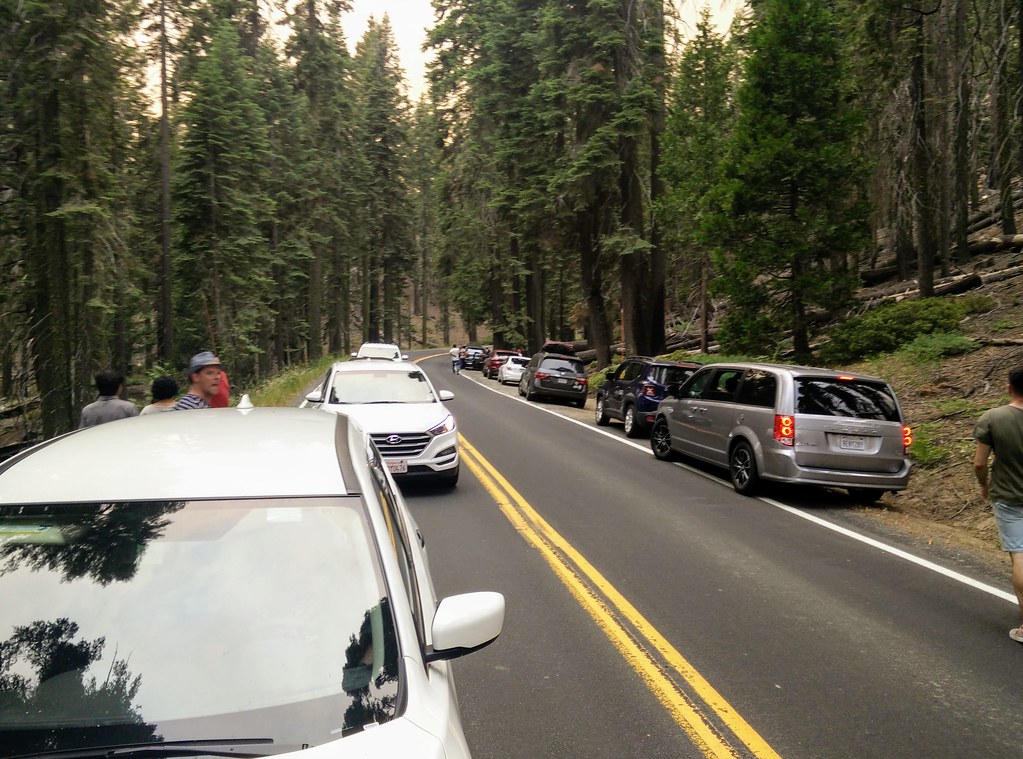 parking looking for a cub - Yosemite 2018
