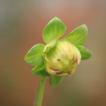 Dahlia Flower Bud