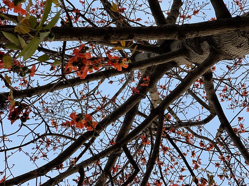 City Season - Semal Trees in Spring Bloom, Around Town