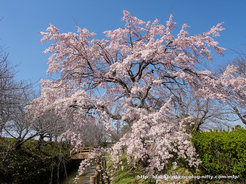 Cherry blossoms 20190326　#02