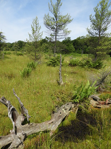 f18woo32 wyckoffrun peatlands cottongrassfen cottongrasspoorfen naturalcommunity landscape