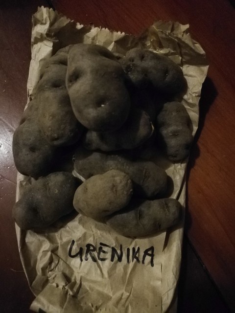 urenika taewa potato