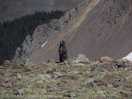 A whistling marmot on Wheeler Peak, Carson National Forest, New Mexico