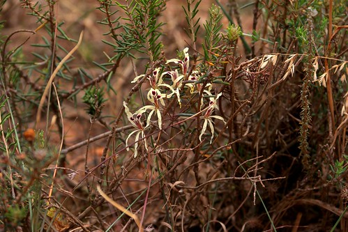 Pelargonium fergusoniae in habitat