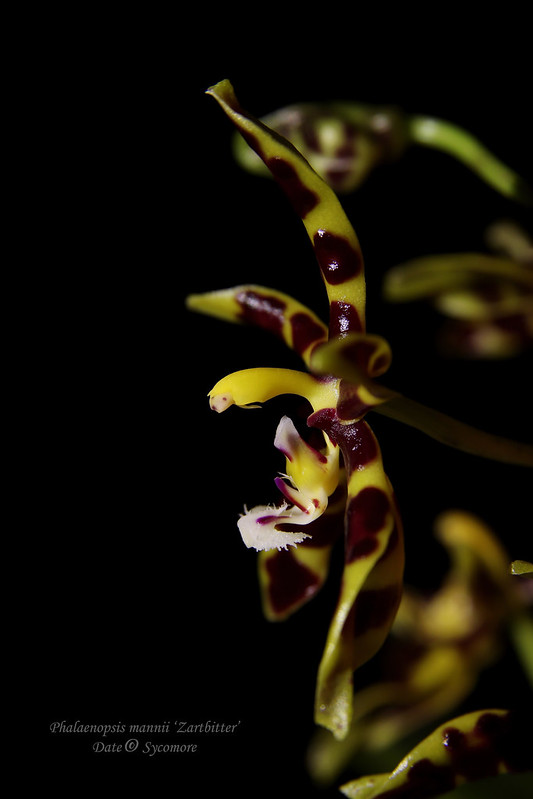 Phalaenopsis mannii 'Zartbitter' 40044867523_80deeab8df_c