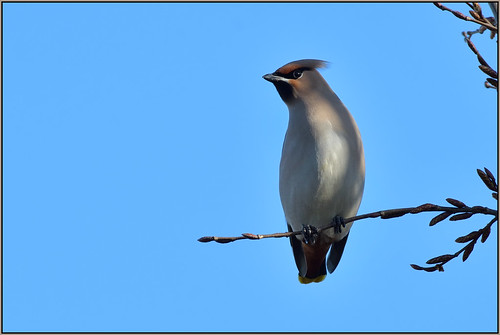 Waxwing (image 1 of 4)