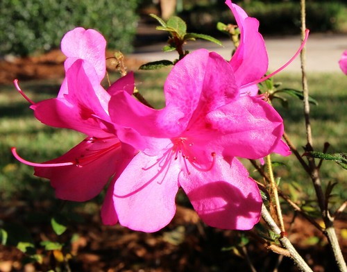 louisiana pink azalea flower