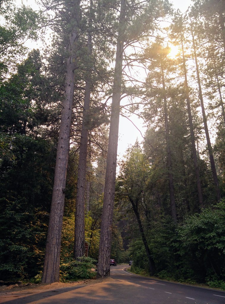 sunbeam pine trees - Yosemite 2018