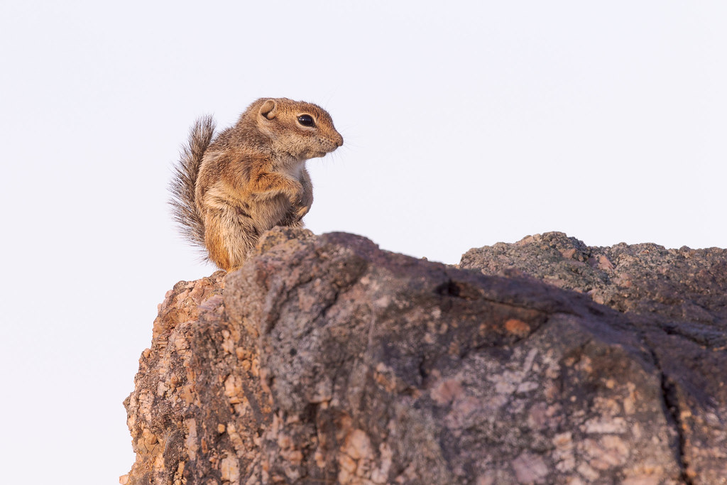 A Harris's antelope squirrel watches the desert from its perch on a granite rock as the first light of the day falls upon it along the Vaquero Trail in McDowell Sonoran Preserve in Scottsdale, Arizona