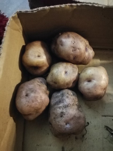 Whataroa seed potatoes