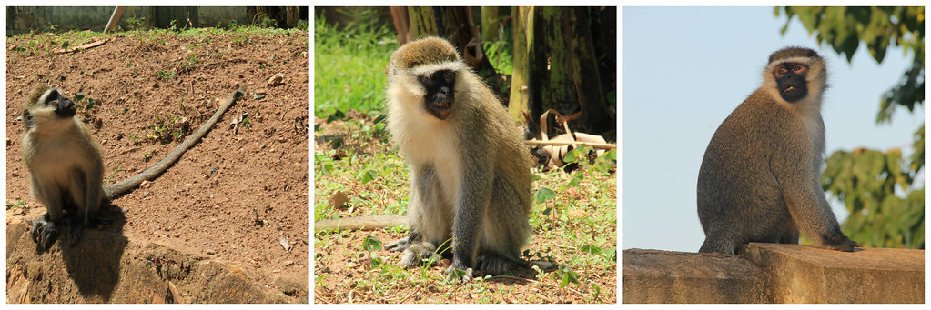 Monkeys, Entebbe, Uganda