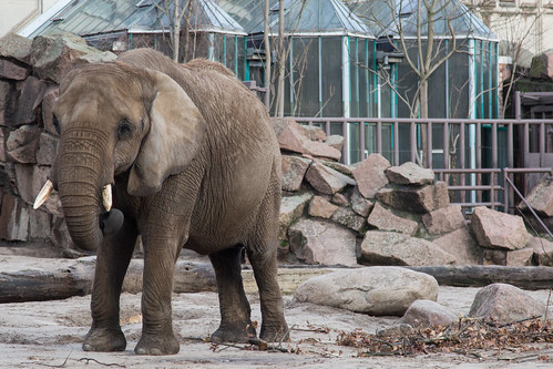 African Elephant at Tierpark Berlin