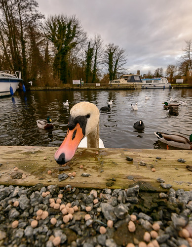 muteswan swan birds waterfowl water broad ranworth ranworthbroad norfolk eastanglia uk birdfood inquisitive hungry cygnusolor ornithology wideangle ultrawideangle lowviewpoint lowperpspective