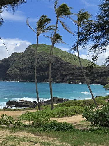 hawaii oahu beach water palmtree