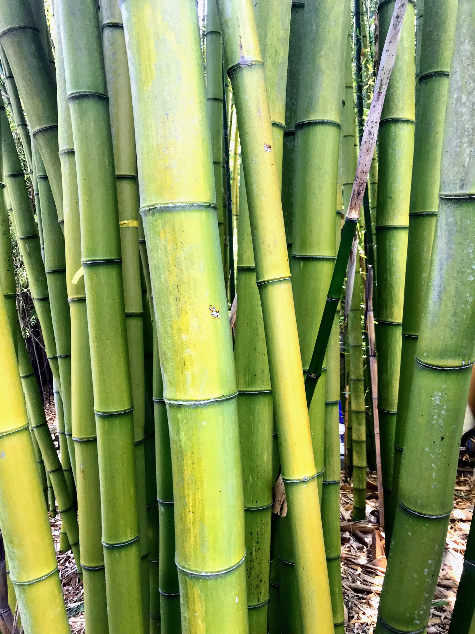Timber bamboo