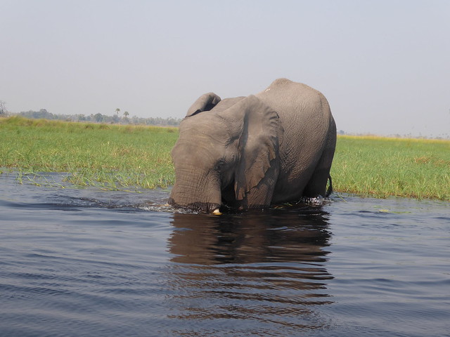 Traslado a Maun. Nos adentramos en el Delta del Okavango - POR ZIMBABWE Y BOTSWANA, DE NOVATOS EN EL AFRICA AUSTRAL (26)