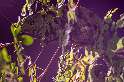camaleão nampula moçambique pentax k5 fa 100mm f28 paulo marques animal animais camuflagem natureza nature vida selvagem vidaselvagem wild life wildlife reptil repteis mozambique