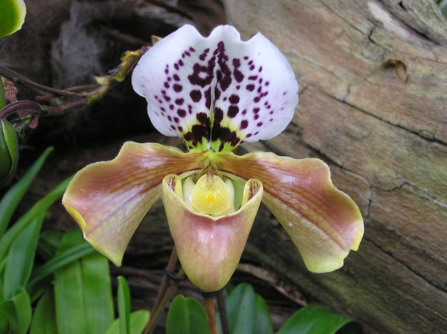Annual Orchid Show in Tallinn Botanic Gardens