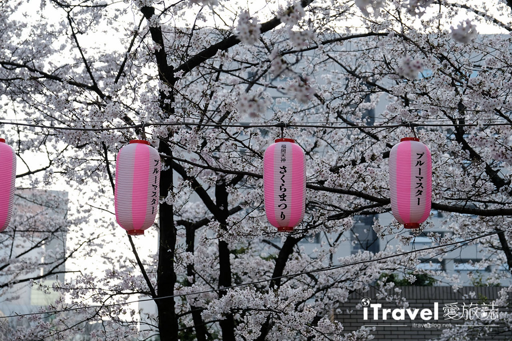 Fukuoka Cherry Blossom Spots Fukuoka Tenjin Cherry Blossom Festival (7)