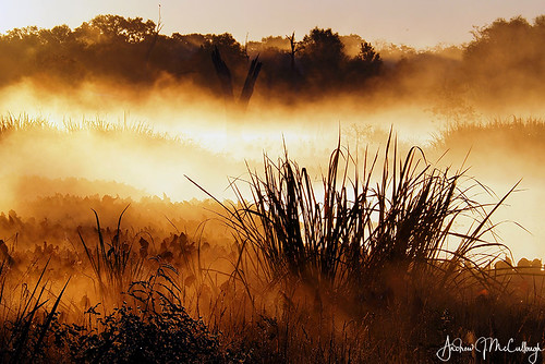 texas morning sunise foggy brazosbend brazosbendstatepark