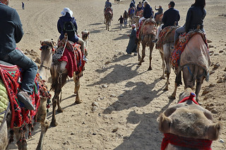 Giza - Camel ride group
