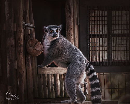 Image of a Ring-tailed Lemur at the St. Augustine Alligator Farm