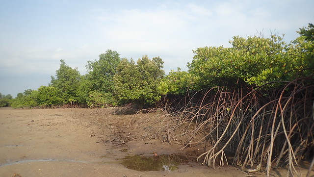 Mangroves at Pulau Semakau (South)