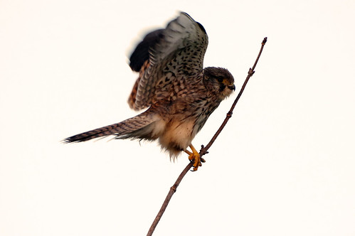burwellfen cambridgeshire nationaltrust kestrel falcotinnunculus wild bird wildlife nature