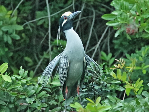 Yellow-crowned Night-Heron courtship 065131AM 20190225