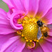 Same Flower - Bee in closeup
