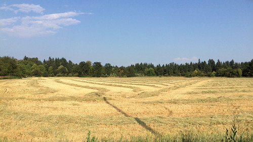 hay field rural landscape gold golden
