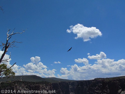 A raptor circling Black Canyon of the Gunnison National Park, Colorado