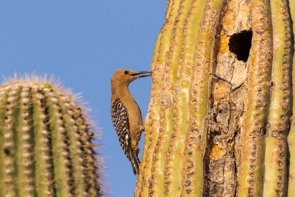 A male Gila woodpecker pecks above the entrance to his nest in an old saguaro on the Jane Rau Trail in McDowell Sonoran Preserve in Scottsdale, Arizona