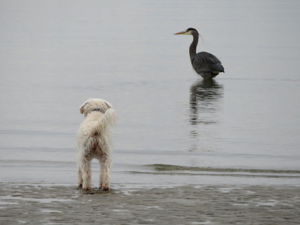 Dog Looking at the Heron.