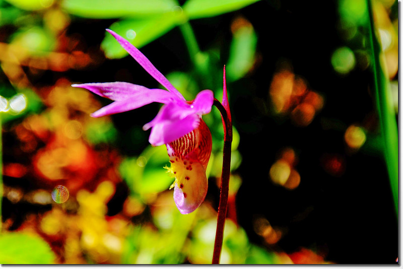 Fairy Slipper orchid (6)