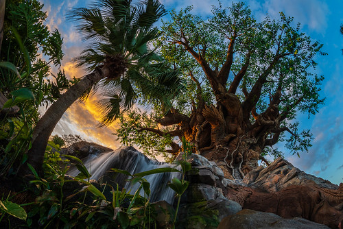 animalkingdom disneyworld florida orlando samyang12mmf28asncsfisheye treeoflife waltdisneyworld fisheye unitedstatesofamerica us