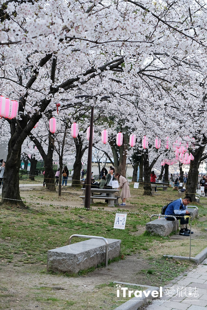 후쿠오카 벚꽃 명소 후쿠오카 텐진 벚꽃 축제 (6)