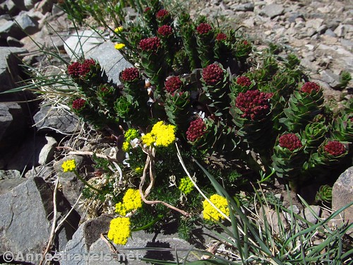 Wildflowers along the Gold Hill Trail (Eastwood's Podistra and Ledge Stonecrop, I think) in Carson National Forest, New Mexico