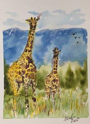 sketch watercolor giraffes africa