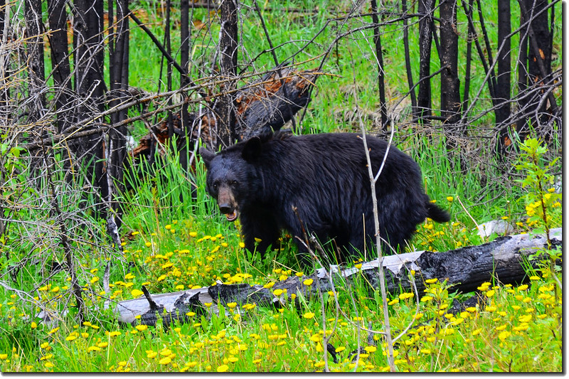 Bear in the Jasper National Park 1