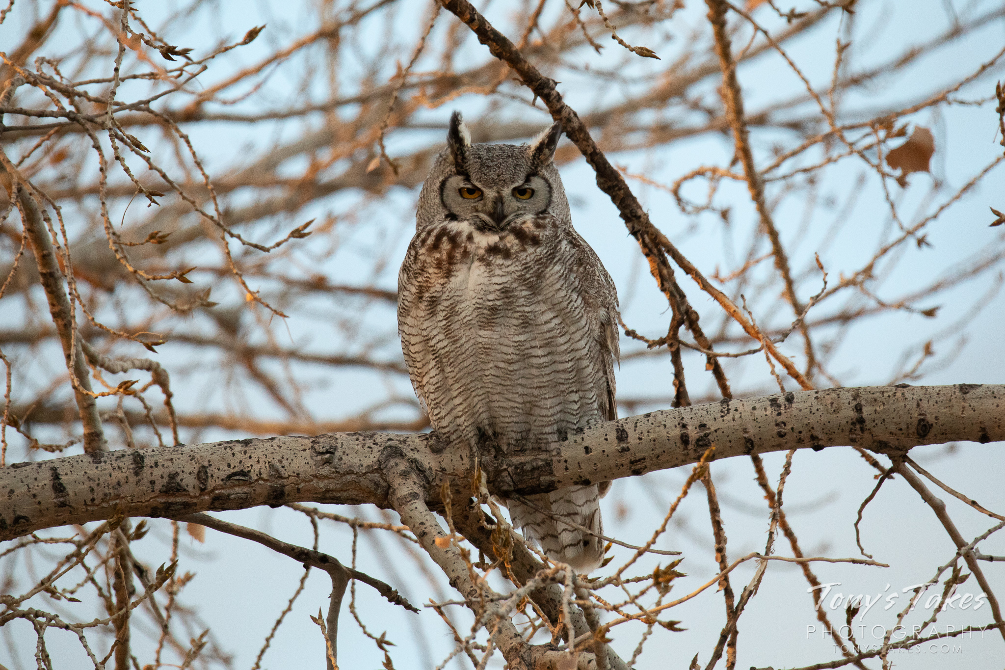 Watchful great horned owl in the early morning light